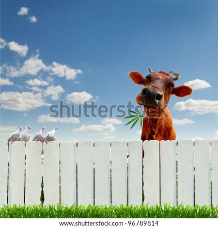 collage with cow, fence and cannabis
