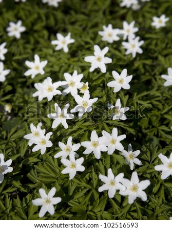 Large group of Anemone Flowers Full Frame