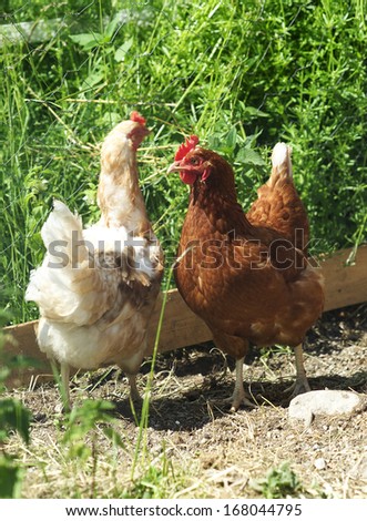 Poultry in a farm environment
