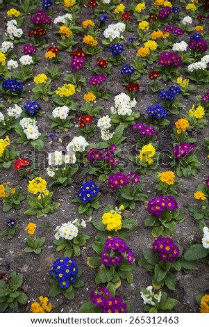 Formation of colorfull flowers full frame