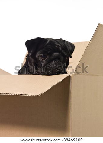 Dog in a box isolated on a white background