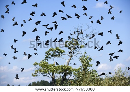 Large group of birds in the sky