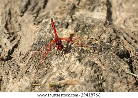 Close up of a Bright Red Dragon fly resting on a tree trunk