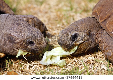 Two Tortoises eating lettuce leaves, close together