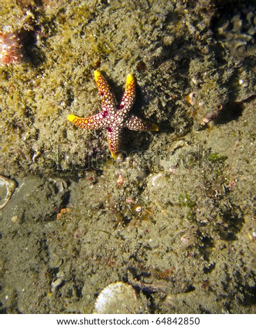 A sea star / star fish on the ocean bed, against a coral reef