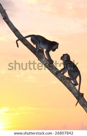 Monkeys In Love At First Sight Under Sunset In Bali Indonesia