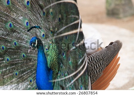 Peacock With Feathers Fully Extended. Side View. Colorful Blue Green And Gold Feathers.