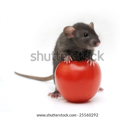 stock photo : Rat with tomato