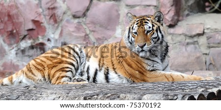 Lying Tiger