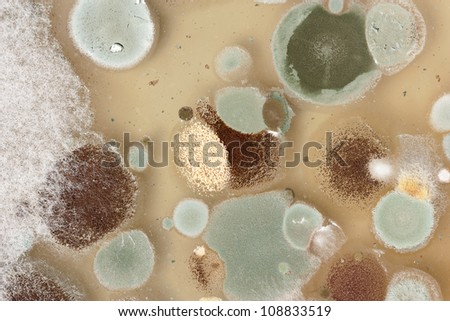 Type Of Mold