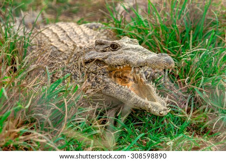 Crocodile lying on the green grass with an open mouth