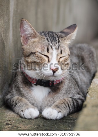 Tabby cat lay down on the floor and close eyes