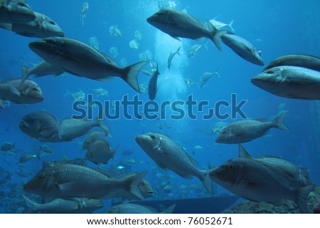 Plenty Fish  on Stock Photo   Plenty Of Fish  Largest Of The World Aquarium In Dubai