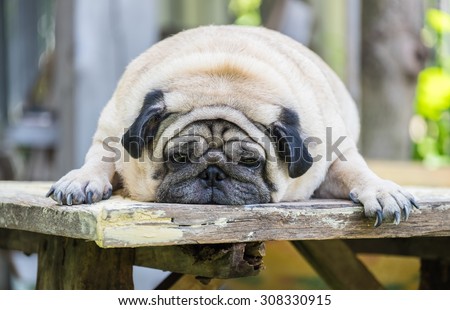 White fat pug dog making sadly face laying on the wooden table at home outdoor.