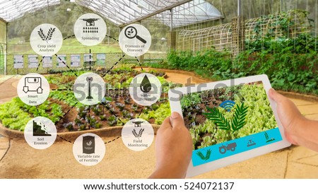 Precision Agriculture and Agritech concept. Sensor network in Agriculture technology network on framer using digital tablet to connect the sensor system against vegetable in green house background.