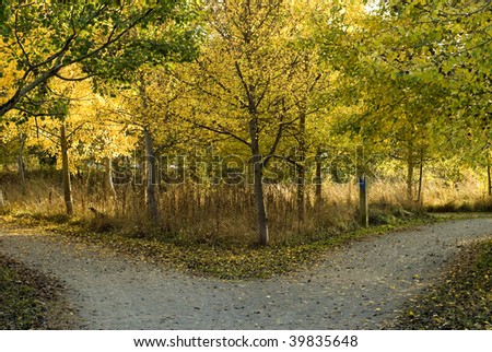 Fork in a woodland path in autumn