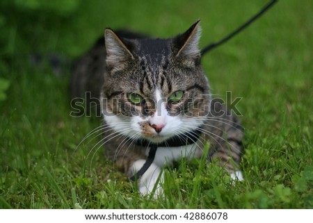 Grey cat on a leash laying in the grass