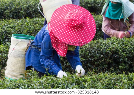 Woman workers harvesting tea leaf at a beautiful organic tea plantation in Thailand.