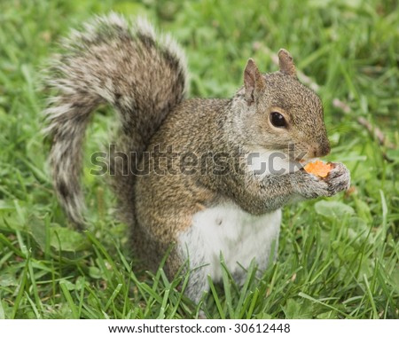 chip squirrel