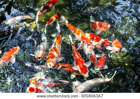 Colorful carp fish in the pool