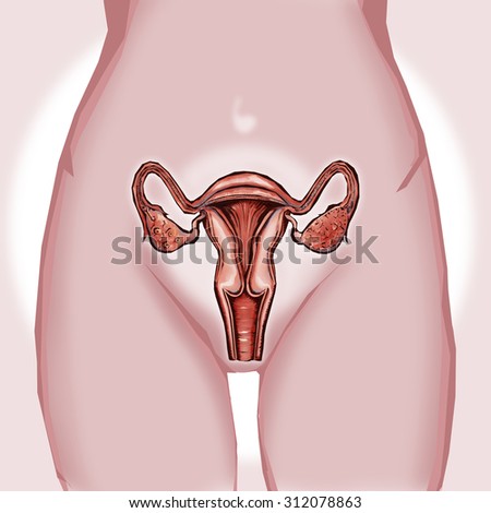 Uterus. Female Reproductive System