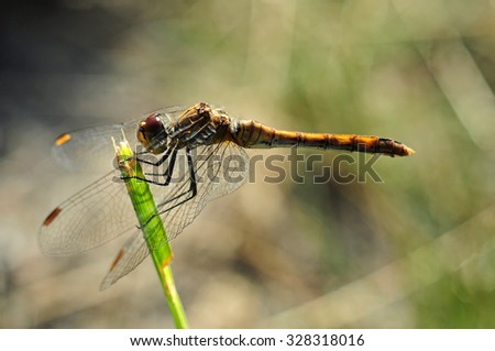 Colorful dragonfly sitting on a blade of grass