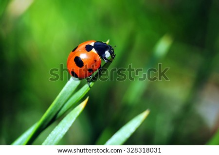 Macro of ladybug on a blade of grass in the morning sun