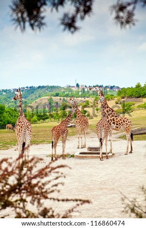 beautiful giraffes in a Prague Zoo, a shot through bushes