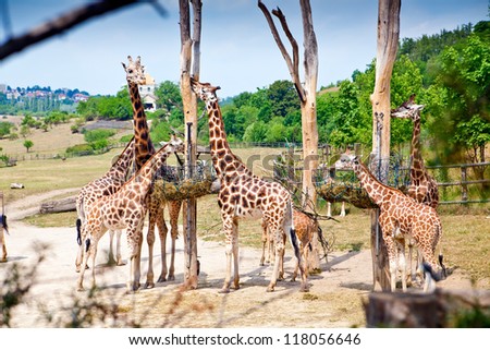 feeding time for giraffes in Prague Zoo, Czech Republic