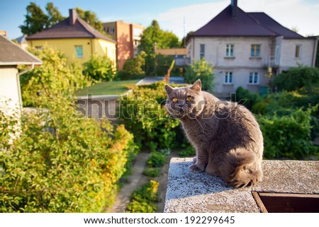 british cat sitting on the edge of parapet, hunting for a bird