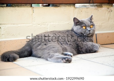 lying british cat with orange eyes