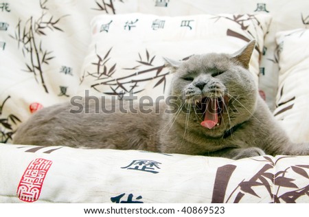 closeup funny british cat yawning with open mouth