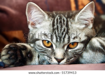 short hair tabby kitten. British Shorthair kitten