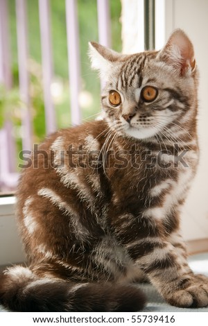 short hair tabby kitten. a British Shorthair kitten