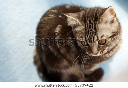 short hair tabby kitten. a British Shorthair kitten