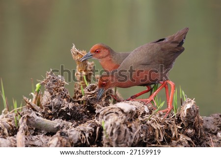 Ruddy Crake