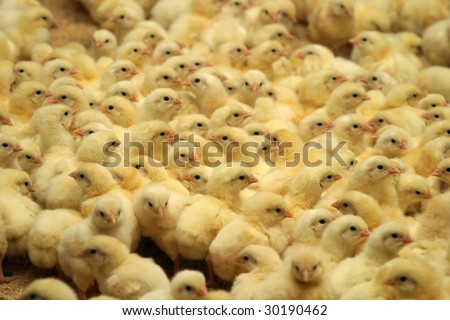 newborn chicks in the poultry farm