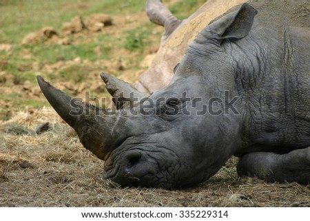 White rhino laying down on a sunny day with a background of grass. View of the head and neck.
