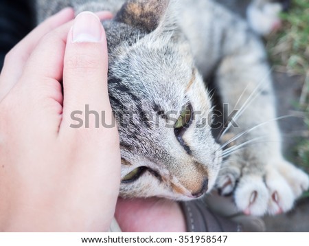 A human hand pat the stray cat face