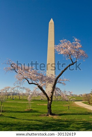 Washington DC cherry blossom festival 2009
