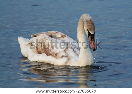 Wild swan swimming. Crimea, Back sea, March 2009