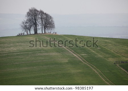 A tree in a field, with a track providing leading lines to the tree