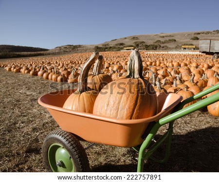 Pumpkin patch. Many pumpkins and orange cart full of pumpkins. Picture is filtered for instagram retro look.