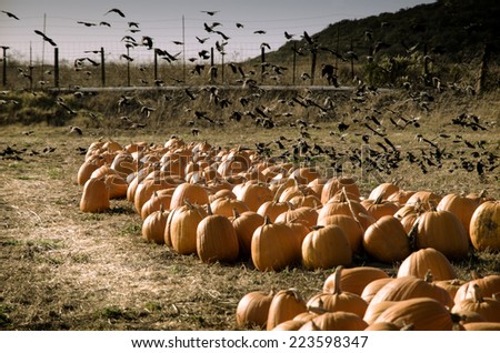 Pumpkin patch. Many pumpkins and black birds .Picture is filtered for instagram retro look.