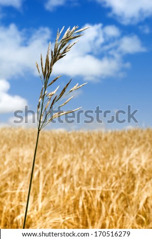 Crop, Grain, Cereal, Plant, Agriculture