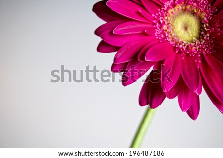 A flower with pink petals and a green stem.
