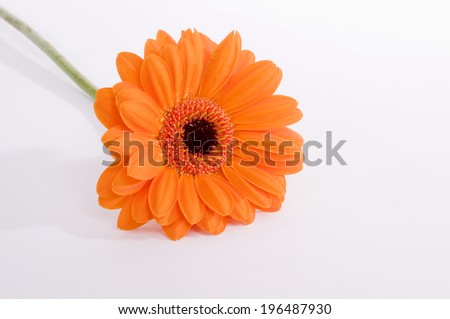 A lone orange flower with a black and orange pistil.