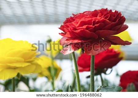 A close-up of a red flower with red and yellow flowers in the background.