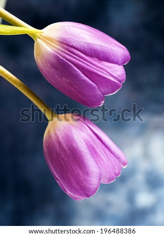 A close-up of two purple tulips hanging down.