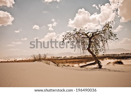 A twisted tree stands alone in a desert dune on a bright and cloudy day.